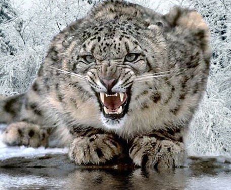 snow leopard